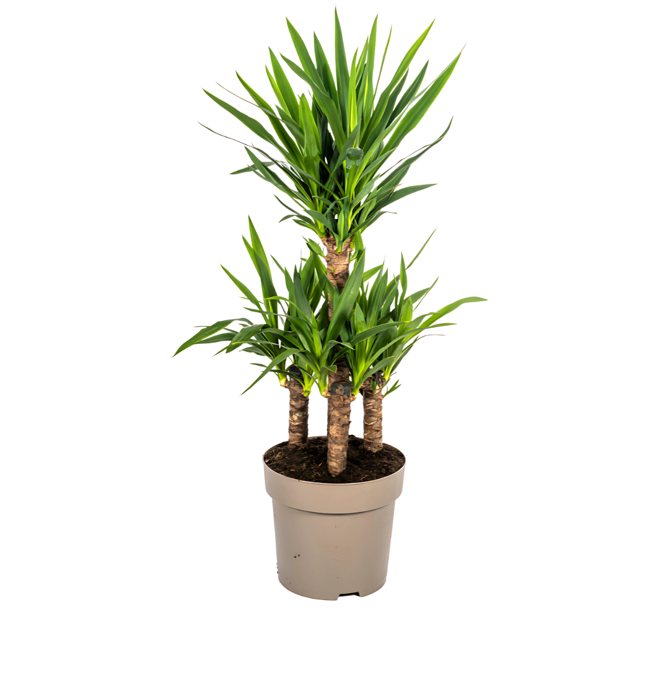 Yucca Elephantipes | Palmlilie | +/- 100cm | ø 30cm Topf 1 Yucca Elephantipes | Palmlilie | +/- 100cm | ø 30cm Topf