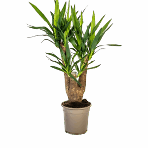 Yucca Elephantipes | Palmlilie | +/- 65cm | ø 21cm Topf