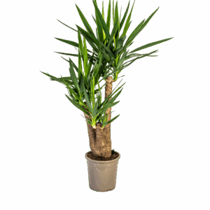 Yucca Elephantipes | Palmlilie | +/- 90-100cm | ø 24cm Topf