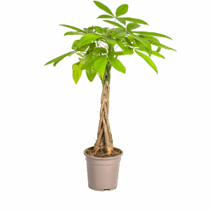 Pachira Aquatica | Glückskastanie | +/- 80cm | ø 19cm Topf