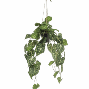 Künstliche Anthurium “Clarinervium” | Aderpflanze | +/- 80cm | ø 18cm Topf