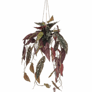 Künstliche Begonia “Maculata” | Stippenbegonia | +/- 80cm | ø 18cm Topf