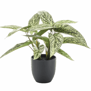 Künstliche Calathea “Dots” | Korbmarante | +/- 38cm | ø 15cm Topf