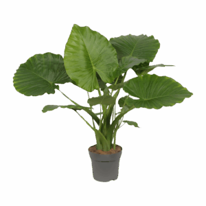 Alocasia “Gageana California” | Elefantenohr | +/- 80cm | ø 21cm Topf