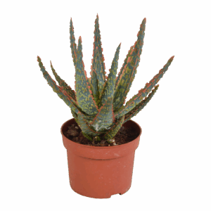 Aloe Zebrina “Dannyz” (Ohne Topf) | Zebra Aloe | +/- 18cm | ø 10,5cm Topf