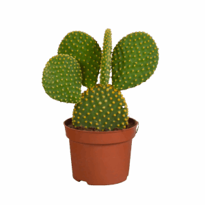 Opuntia Microdasys (Ohne Topf) | Engelsohr Kaktus | +/- 15-30cm | ø 12cm Topf