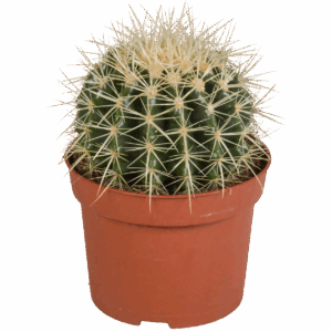 Echinocactus Grusonii | Goldkugelkaktus | +/- 20-30cm | ø 12cm Topf