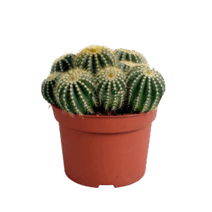 Eriocactus Warasii | Brasilianischer Kugelkaktus | +/- 15cm | ø 12cm Topf