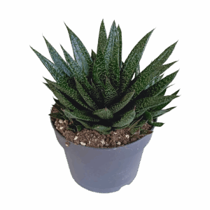 Gasteria “D Due” | Sukkulente | +/- 25-35cm | ø 17cm Topf