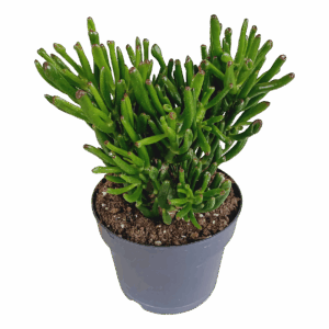 Crassula “Gollum” | Jadebaum | +/- 30-40cm | ø 17cm Topf