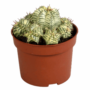 Euphorbia meloformis variegata | Melonen-Wolfsmilch | +/- 10-22cm | ø 10,5cm Topf