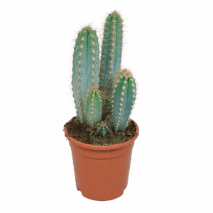 Pilosocereus azureus (Ohne Topf) | Azurblauer Säulenkaktus | +/- 30-40cm | ø 17cm Topf