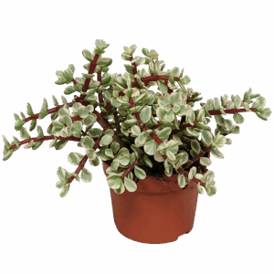 Portulacaria afra Variegata (Ohne Topf) | Elefantenstrauch | +/- 18-25cm | ø 10,5cm Topf