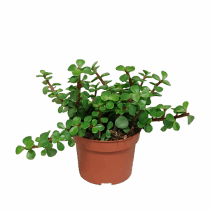 Portulacaria afra (Ohne Topf) | Elefantenstrauch | +/- 18-25cm | ø 10,5cm Topf