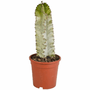 Euphorbia Marmorata | Marmor-Wolfsmilch | +/- 35-45cm | ø 17cm Topf