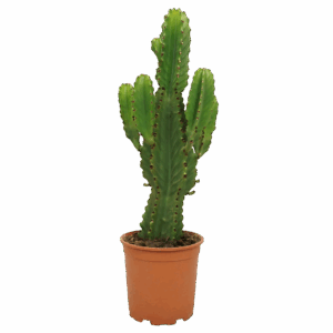 Euphorbia Ingens | Kaktus-Wolfsmilch | +/- 60cm | ø 21cm Topf