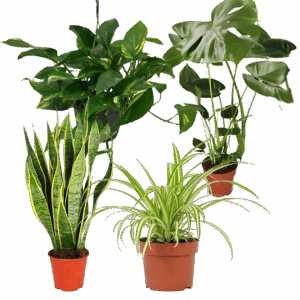 4er-Set “EasyCare” | Monstera | Bogenhanf | Efeutute | Grünlilie | +/- 30-60cm | ø 12-15cm Topf