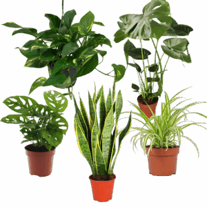 5er-Set “EasyCare” | Monstera | Bogenhanf | Efeutute | Grünlilie | Affenblatt | +/- 30-60cm | ø 12-15cm Topf