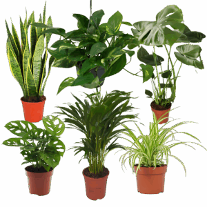 6er-Set “EasyCare” | Monstera | Bogenhanf | Efeutute | Grünlilie | Affenblatt | Goldfruchtpalme | +/- 30-60cm | ø 12-15cm Topf