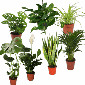 7er-Set “EasyCare” | Monstera | Bogenhanf | Efeutute | Grünlilie | Affenblatt | Goldfruchtpalme | Spathiphyllum | +/- 30-60cm | ø 12-15cm Topf