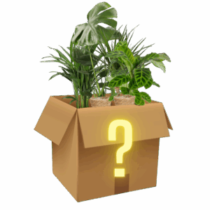 6er-Set "Mystery Box"