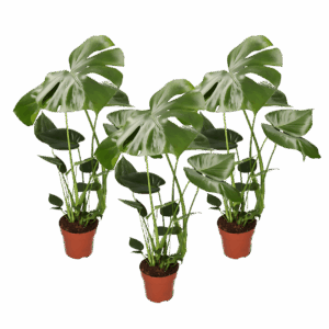 3er-Set | Monstera “Deliciosa” | +/- 50-60cm | ø 12-15cm Topf