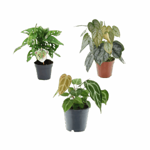 3er-Set “Grünpflanzen” | Monstera Affenblatt | Philodendron | Anthurium | +/- 25-35cm | ø 12cm Topf