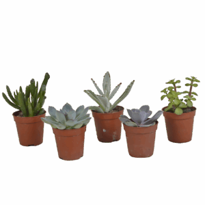 Sukkulenten 5er-Set (Ohne Topf) | Sukkulenten Mix | +/- 8-13cm | ø 5,5cm Topf