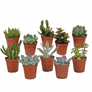 Sukkulenten 10er-Set (Ohne Topf) | Sukkulenten Mix | +/- 8-13cm | ø 5,5cm Topf
