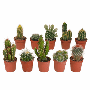 Kakteen 10er-Set (Ohne Topf) | Kaktus Mix | +/- 8-13cm | ø 5,5cm Topf