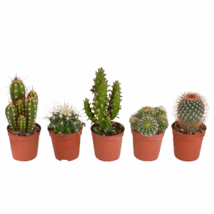 Kakteen 5er-Set (Ohne Topf) | Kaktus Mix | +/- 8-13cm | ø 5,5cm Topf