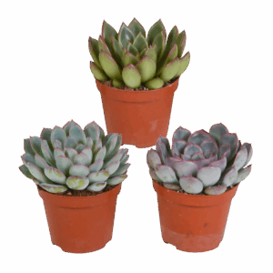 Echeveria 3er-Set (Ohne Topf) | Sukkulenten Mix | +/- 12-15cm | ø 8,5cm Topf