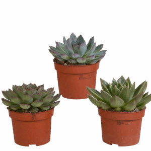Echeveria 3er-Set (Ohne Topf) | Sukkulenten Mix | +/- 12-20cm | ø 10,5cm Topf