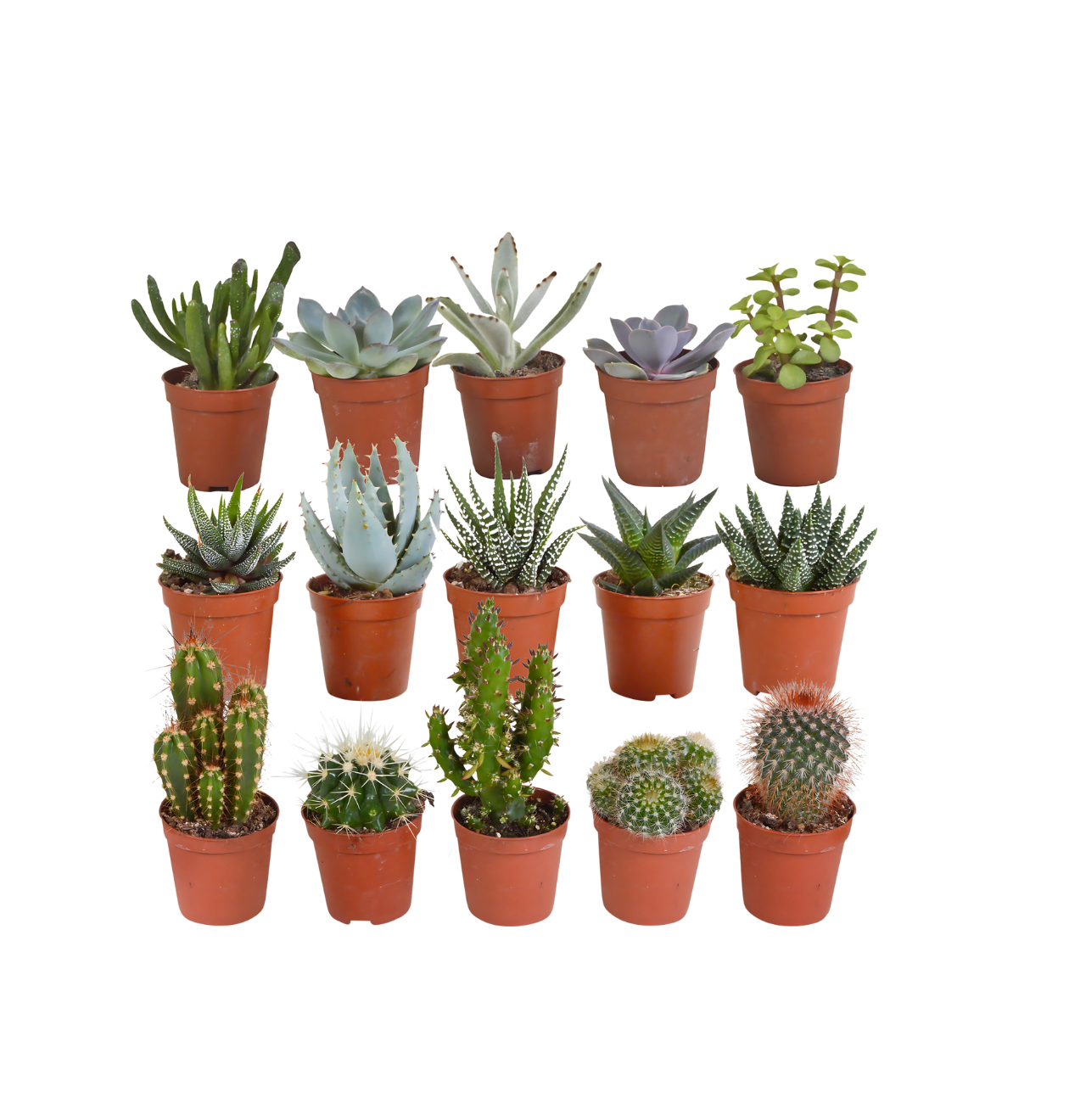 Sukkulenten 15er-Set (Ohne Topf) | Sukkulenten Mix | +/- 8-13cm | ø 5,5cm Topf 1 Sukkulenten 15er-Set (Ohne Topf) | Sukkulenten Mix | +/- 8-13cm | ø 5,5cm Topf