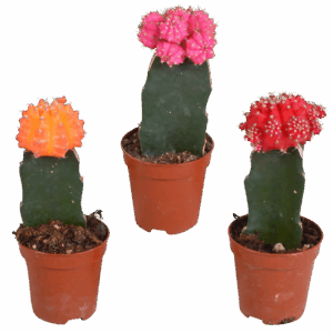 Euphorbia meloformis variegata 3er-Set | Kaktus Mix | +/- 16-22cm | ø 5,5cm Topf