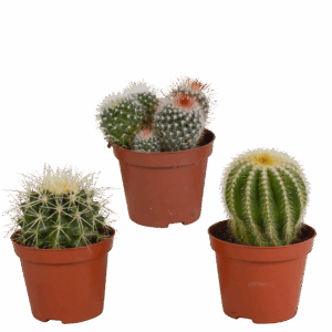 Bolcactus 3er-Set (Ohne Topf) | Kugelkaktus Mix | +/- 12-20cm | ø 8,5cm Topf