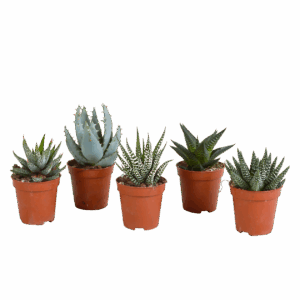Gasteria & Haworthia Mix 5er-Set | Sukkulenten Mix | +/- 12-20cm | ø 5,5cm