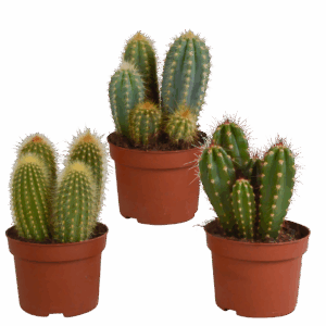Cereus 3er-Set (Ohne Topf) | Säulenkaktus Mix | +/- 15-25cm | ø 10,5cm Topf