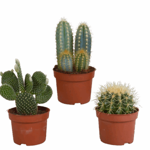 Kakteen 3er-Set (Ohne Topf) | Kaktus Mix | +/- 8-13cm | ø 10,5cm Topf
