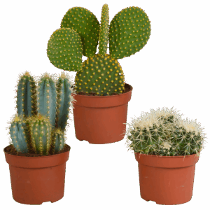 Kakteen 3er-Set (Ohne Topf) | Kaktus Mix | +/- 12-15cm | ø 10,5cm Topf