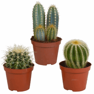 Kakteen 3er-Set (Ohne Topf) | Kaktus Mix | +/- 8-13cm | ø 8,5cm Topf