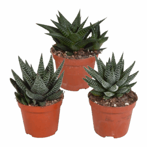 Gasteria & Haworthia Mix 3er-Set | Sukkulenten Mix | +/- 13-18cm | ø 8,5cm