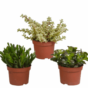 Crassula Mix 3er-Set (Ohne Topf) | Sukkulenten | +/- 15-20cm | ø 10,5cm Topf