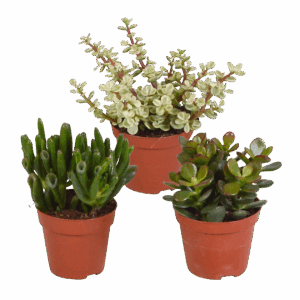 Crassula Mix 3er-Set (Ohne Topf) | Sukkulenten | +/- 13-18cm | ø 8,5cm Topf
