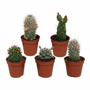 Kakteen 5er-Set Blühend (Ohne Topf) | Kaktus Mix | +/- 8-13cm | ø 5,5cm Topf