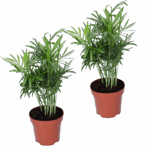 2er-Set | Bergpalme | Chamaedorea elegans | +/- 40-45cm | ø 12-15cm Topf