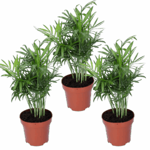 3er-Set | Bergpalme | Chamaedorea elegans | +/- 40-45cm | ø 12-15cm Topf