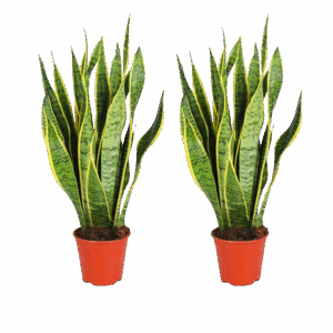 2er-Set Bogenhanf | Sansevieria | +/- 40-50cm | ø 12-15cm Topf