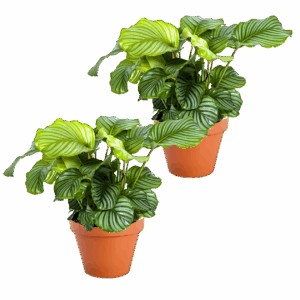2er-Set | Calathea Mix | +/- 40-50cm | ø 12-15cm Topf