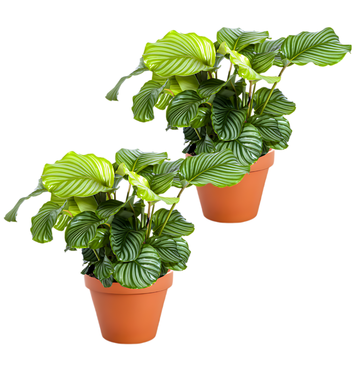 2er-Set | Calathea Mix | +/- 40-50cm | ø 12-15cm Topf 1 2er-Set | Calathea Mix | +/- 40-50cm | ø 12-15cm Topf